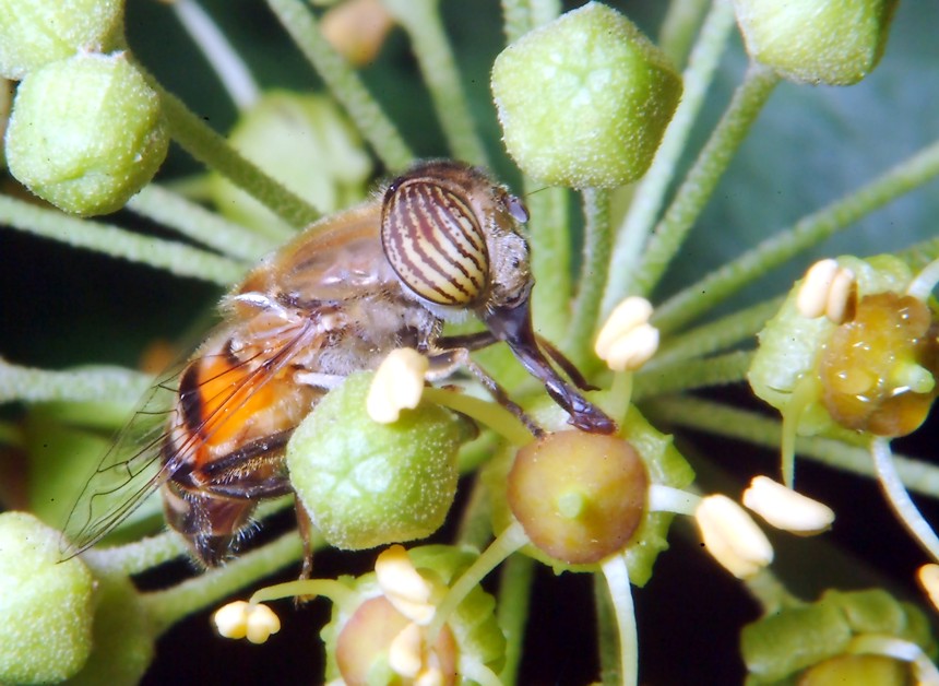 E'' fiorita l''Hedera helix!